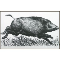 BERSAGLIO CINGHIALE CORRENTE con testa a destra formato 50x95 cod.815