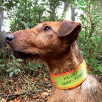 NIGGELOH - Collare Catarifrangente Giallo e Arancio cod.101100027 -  TAGLIA XS per girocollo del cane da 30 a 40 cm