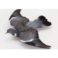 COLOMBACCIO imbalsamato ali aperte con inserto per giostre, con tagliandino del tassidermista